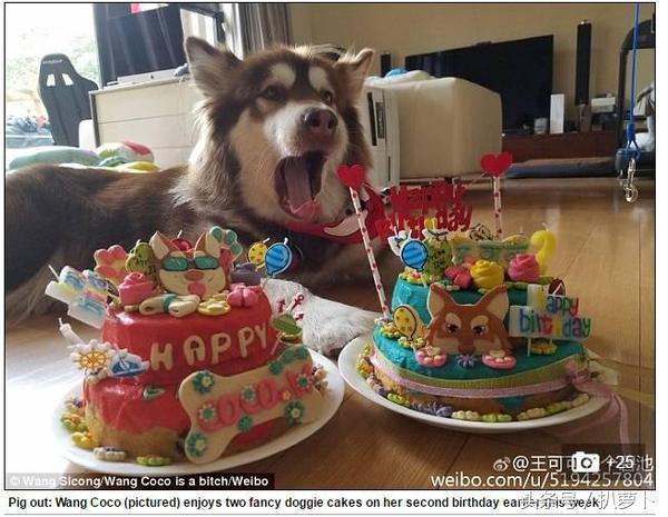 她才是王思聰最愛的網紅，16任女友都比不上她！