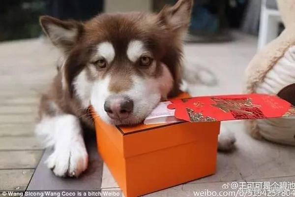 她才是王思聰最愛的網紅，16任女友都比不上她！