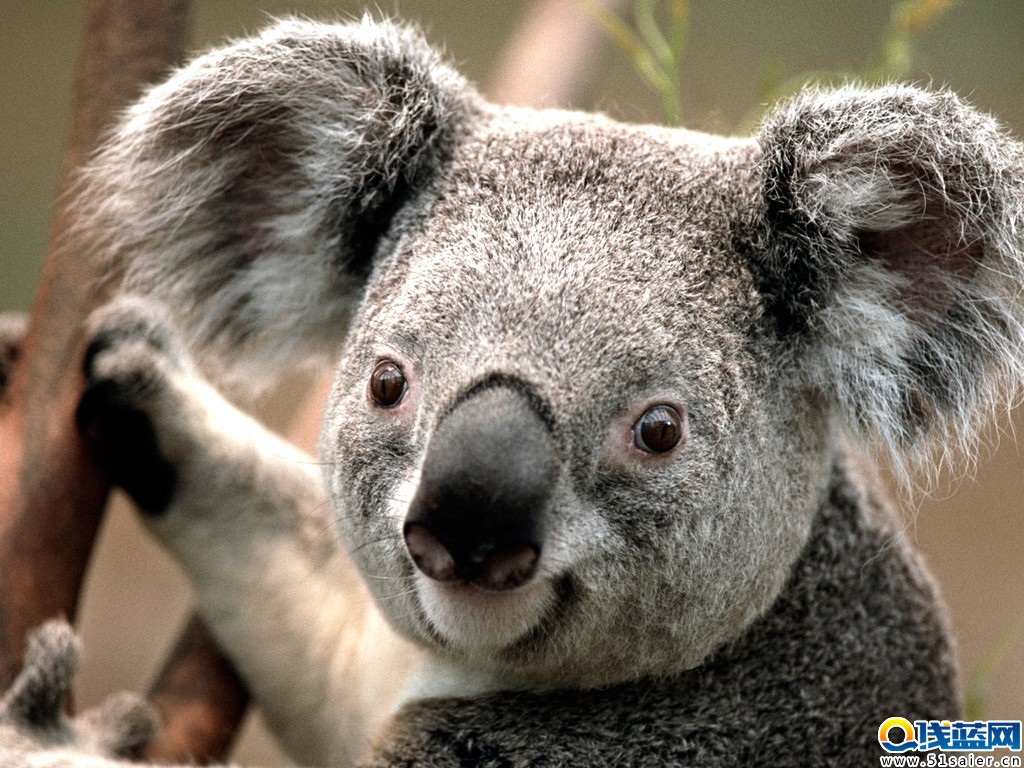 Koala.jpg