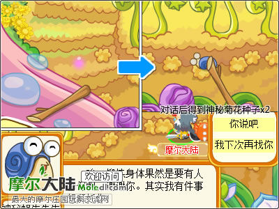摩爾莊園菊花種子