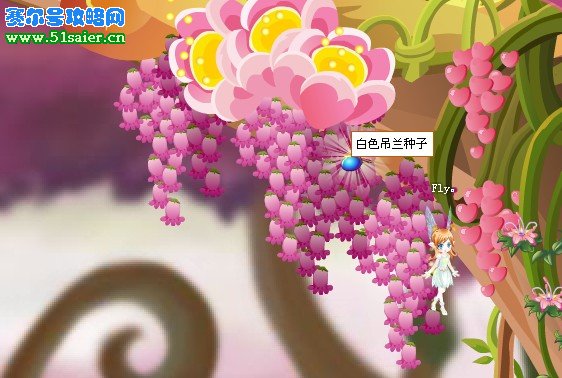 小花仙白色吊蘭花種子