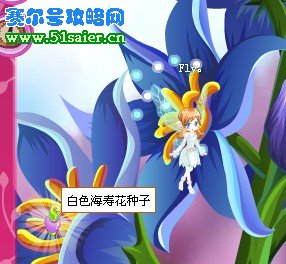 白色海壽花種子