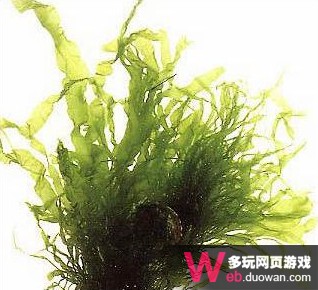 端午節吃粽子 盤點賽爾號精靈最愛吃的食物