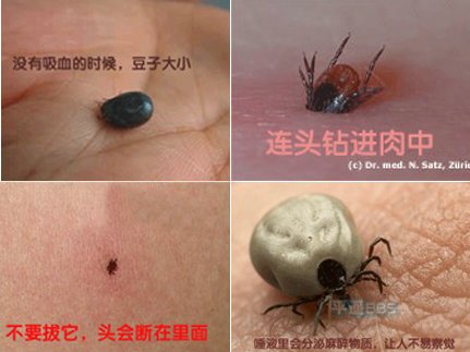 蜱蟲圖片