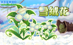 小花仙雪絨花 珍貴的記憶