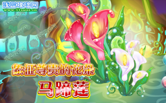 小花仙馬蹄蓮